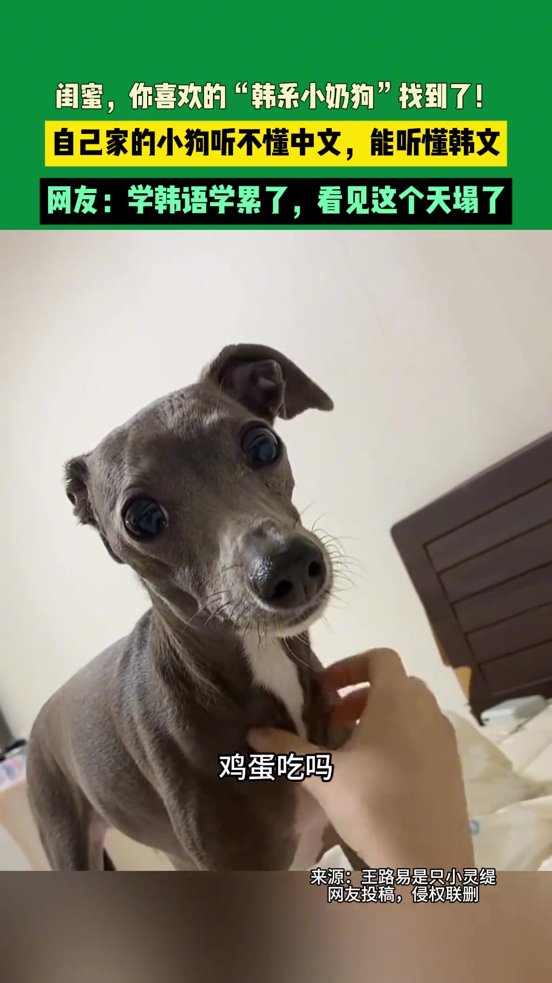 闺蜜，你喜欢的“韩系小奶狗”找到了！