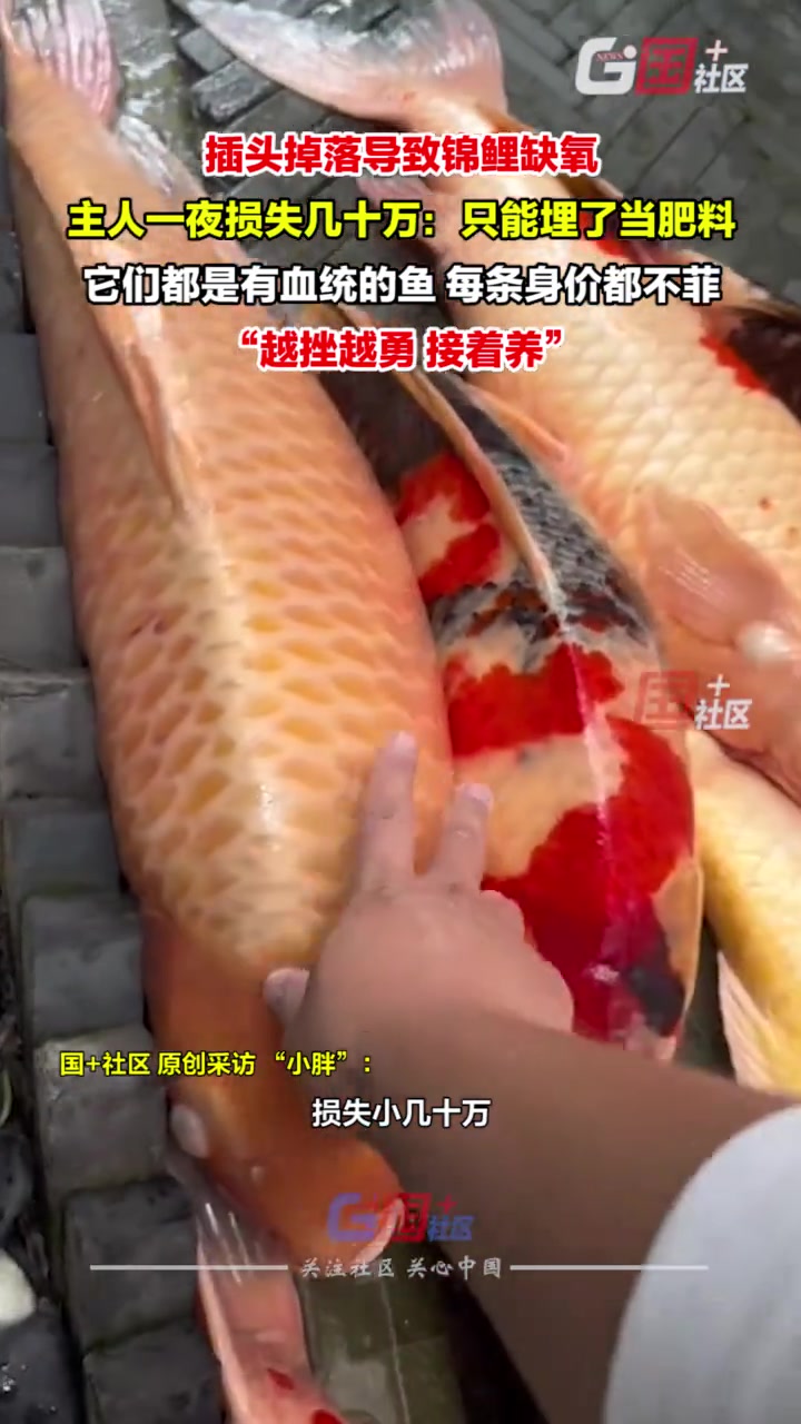 停电致锦鲤缺氧而亡，主人“含泪”损失几十万