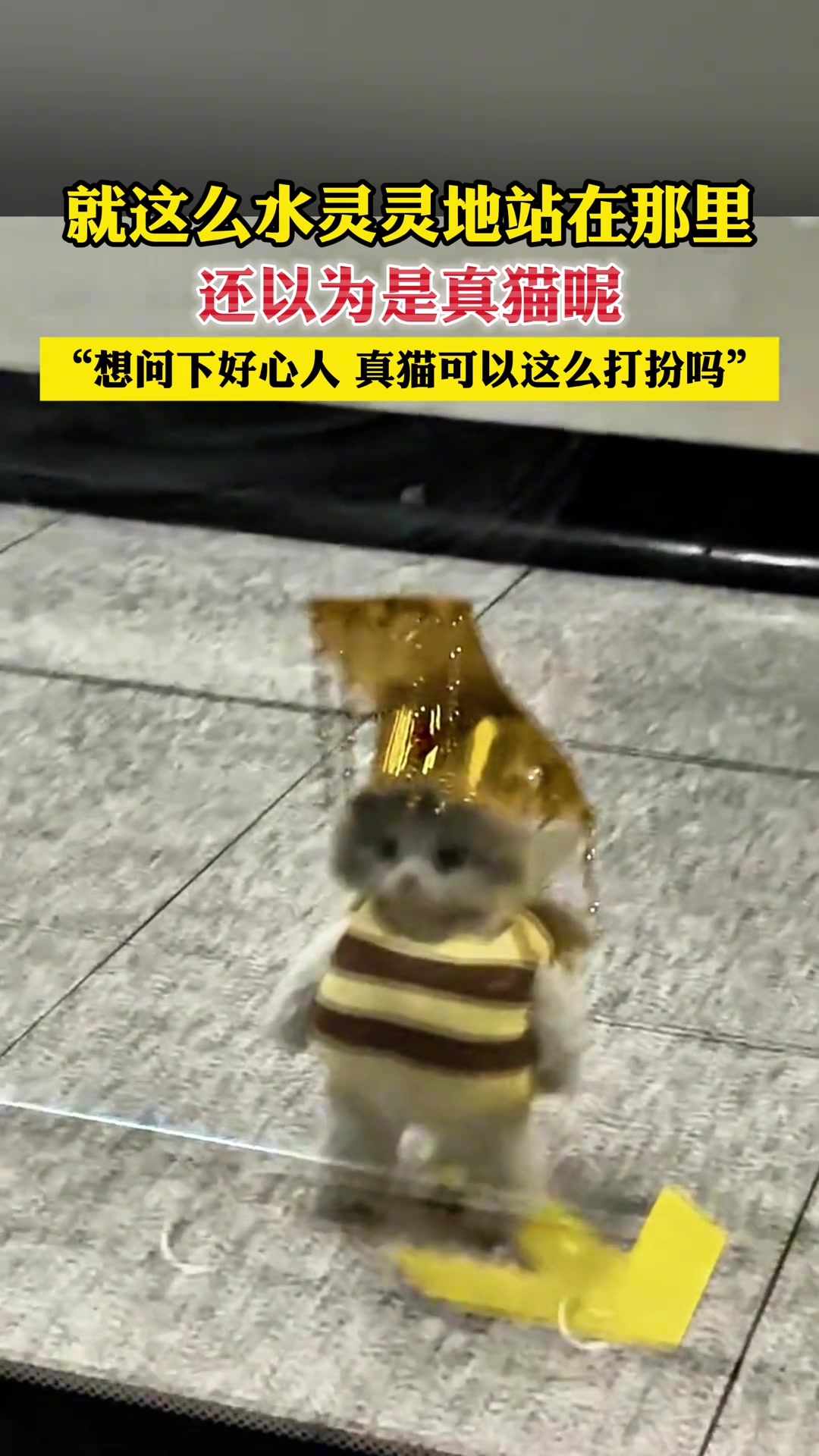 就这么水灵灵地站在那里，还以为是真猫呢！