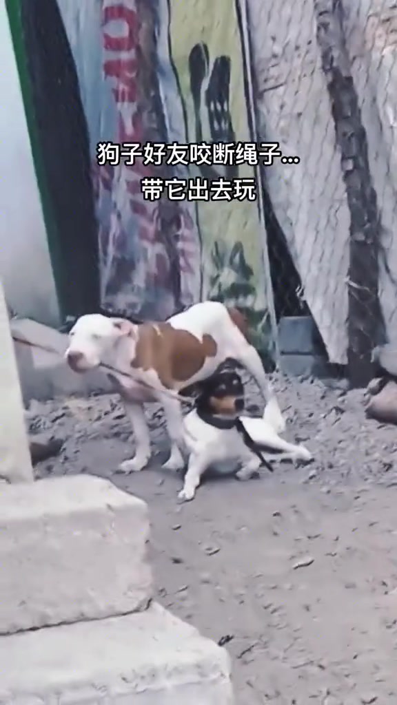 狗：哈哈，我厉害吧