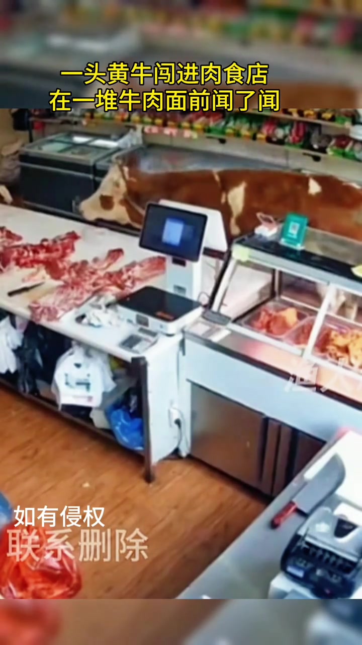 一头黄牛闯进肉食店，在一堆牛肉面前会有什么反映