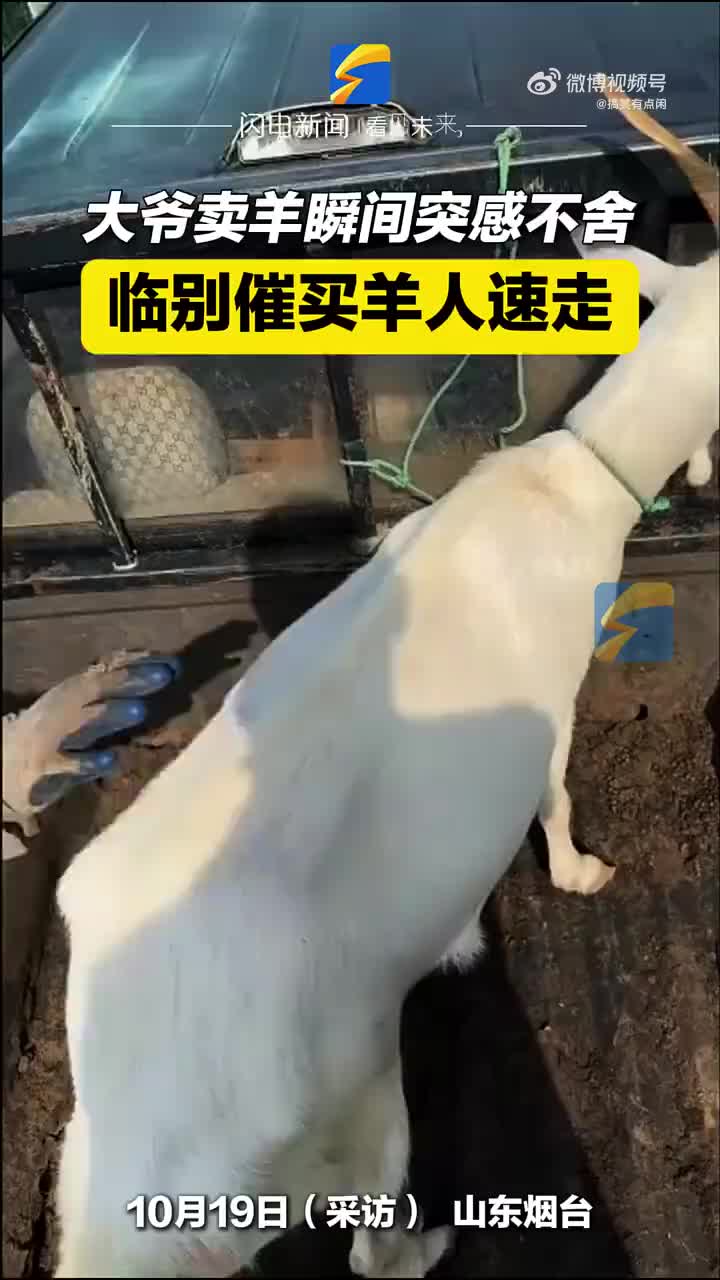 大爷卖羊瞬间突感不舍，临别催买羊人速走！