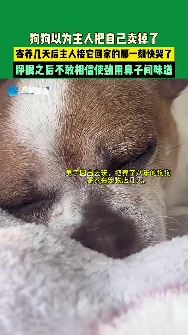 狗狗以为主人把自己卖了