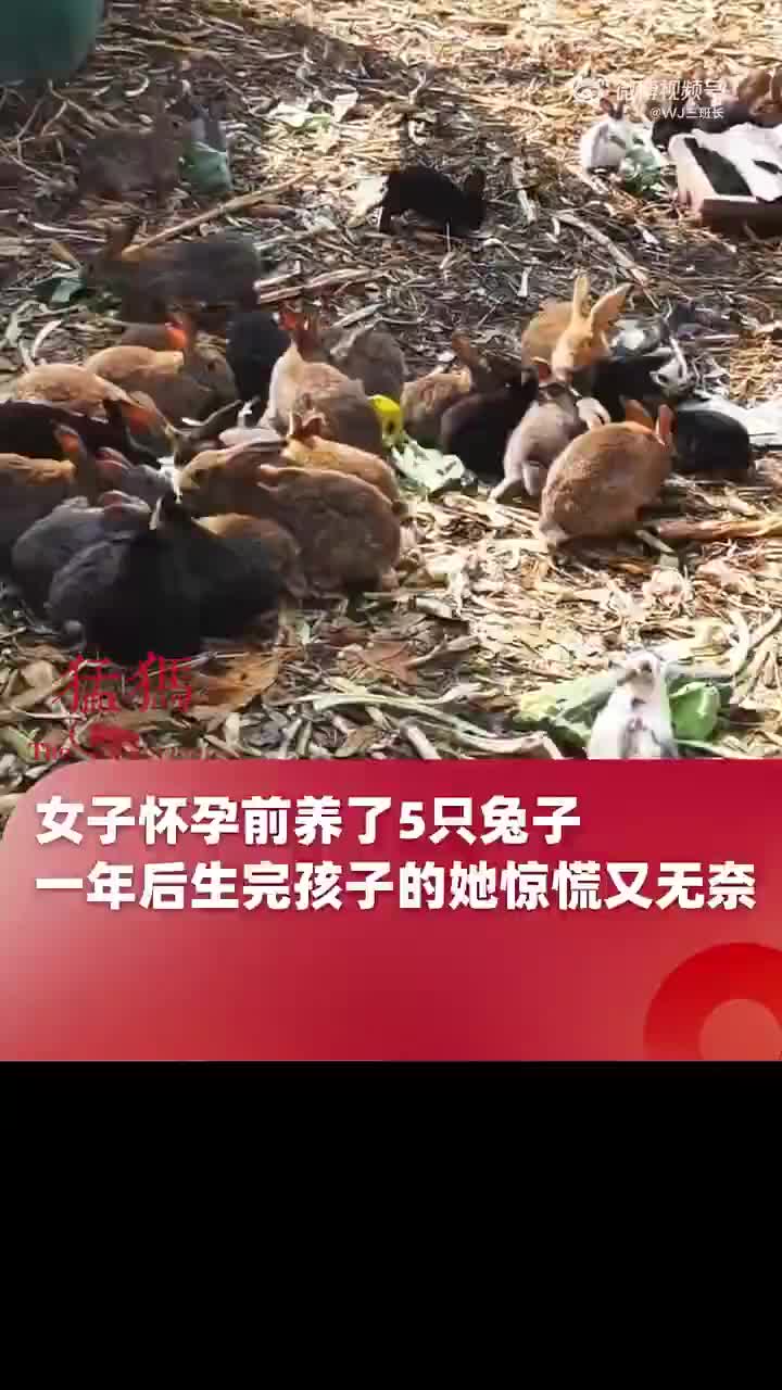 女子怀孕前养了5只兔子，一年后生完孩子的她惊慌又无奈！