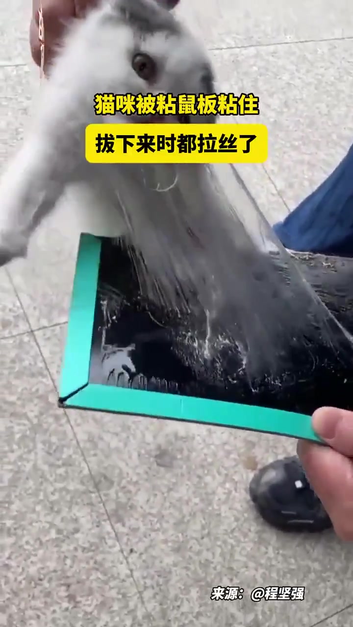 猫咪被粘鼠板粘住