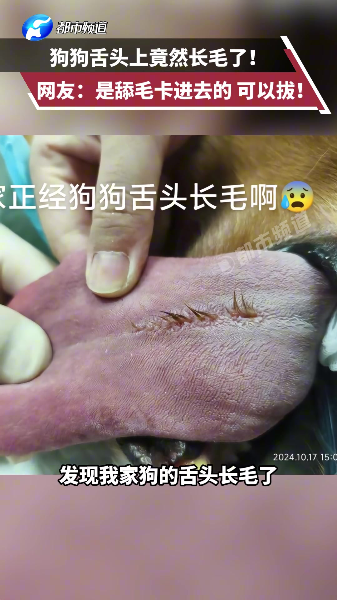 狗狗舌头上竟然长毛了网友：是舔毛卡进去的可以拔