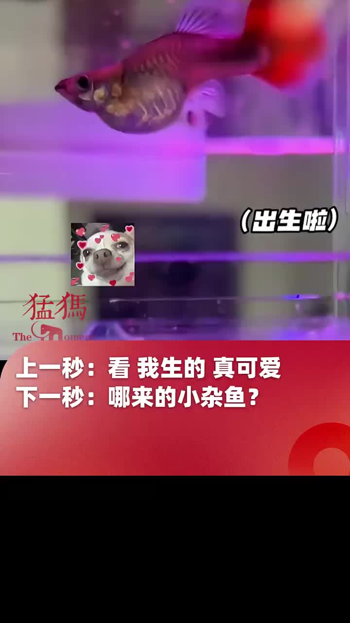 鱼是真的没有记忆啊！这是自产自销啊！