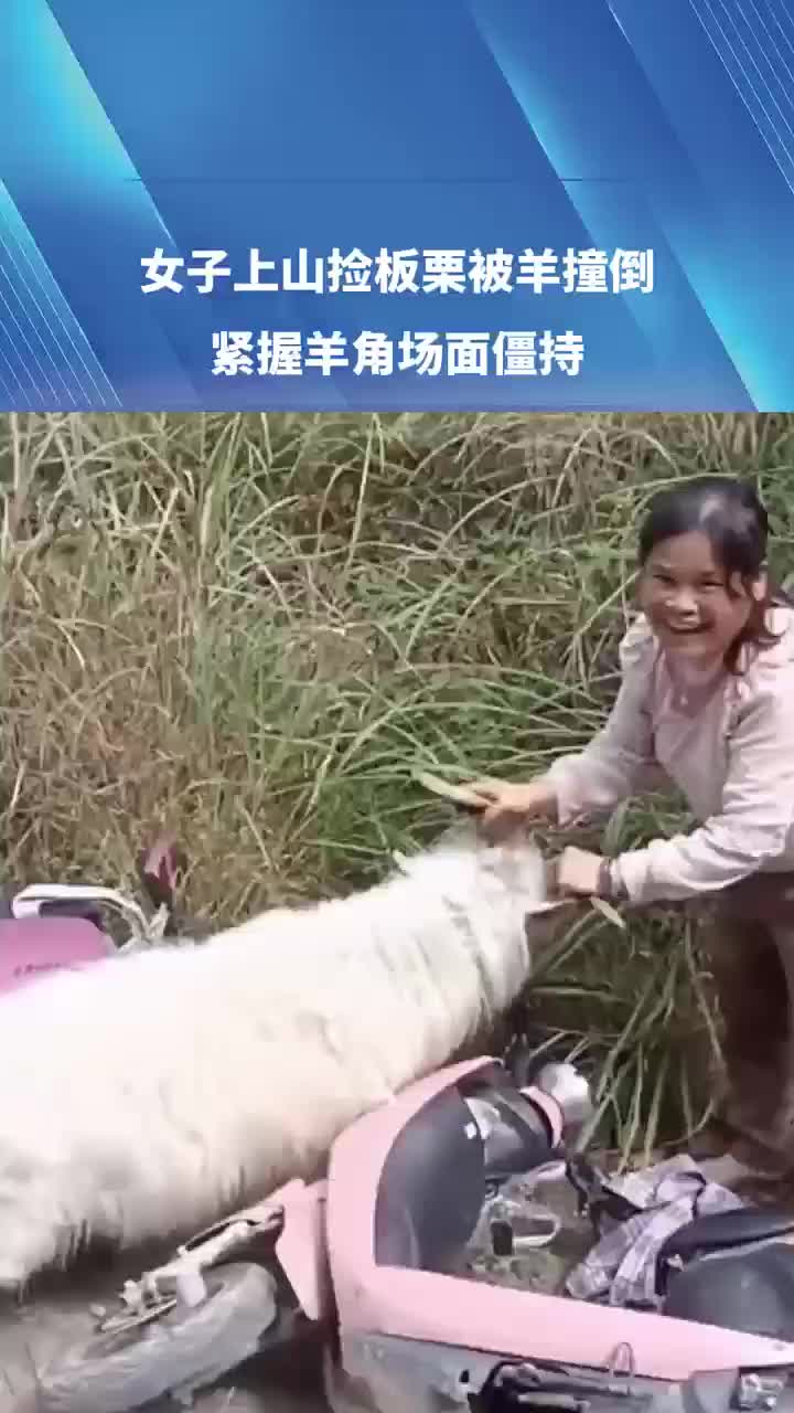 女子上山捡板栗被羊撞倒，紧握羊角场面僵持！