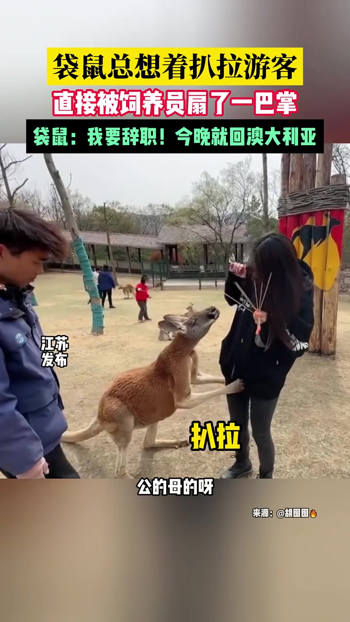 袋鼠总想着扒拉游客，直接被饲养员扇了一巴掌！