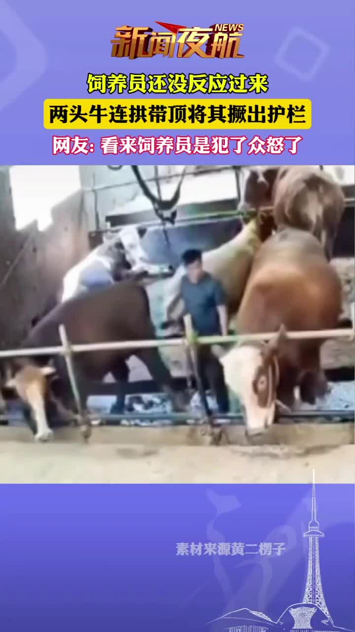 饲养员还没反应过来，两头牛连拱带顶将其撅出护栏！