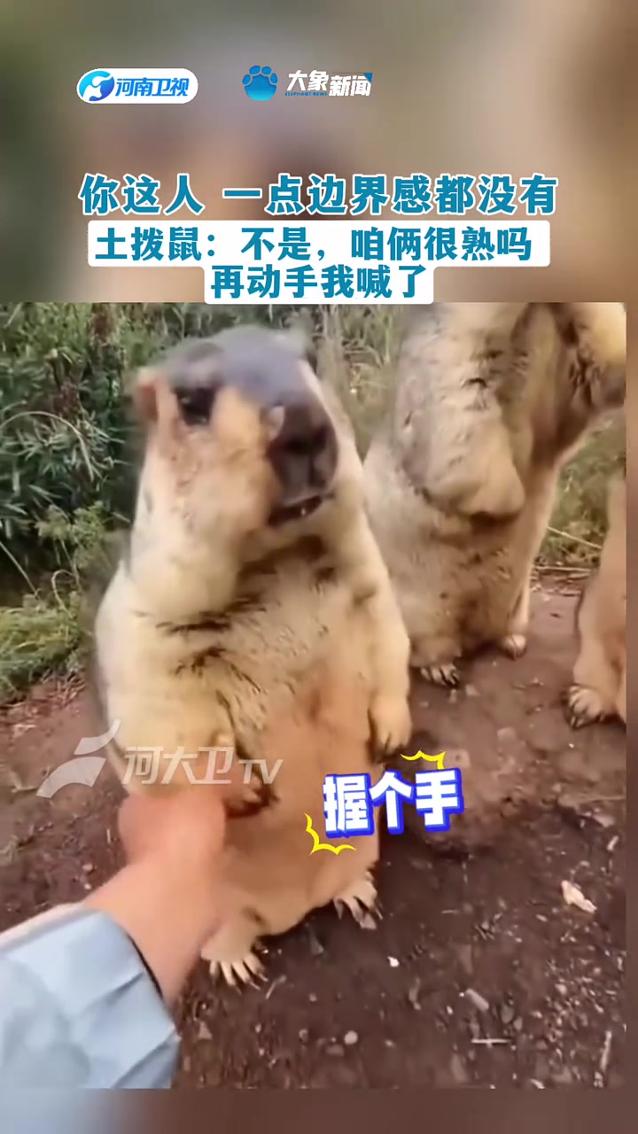 土拨鼠：不是，咱俩很熟吗再动手我喊了！
