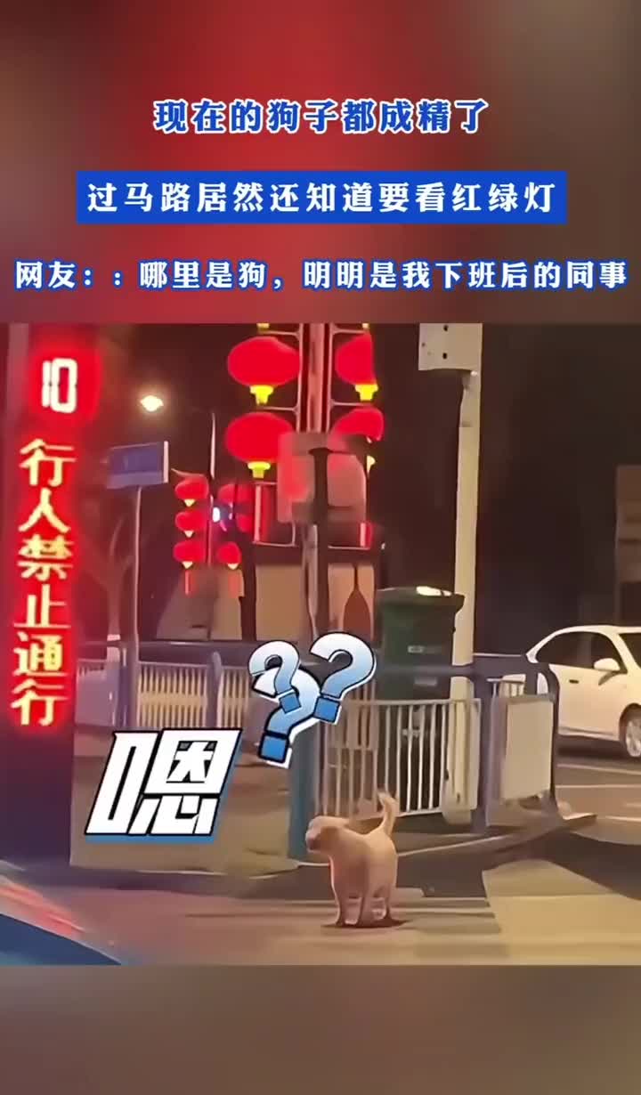 成精啦，大城市的狗子过马路知道看红绿灯了