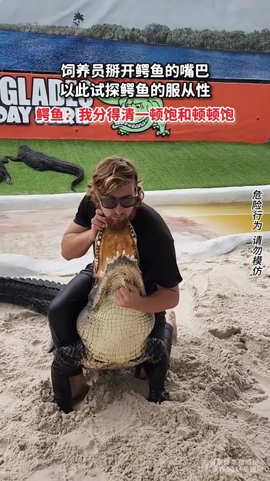 饲养员掰开鳄鱼的嘴巴，以此试探鳄鱼的服从性