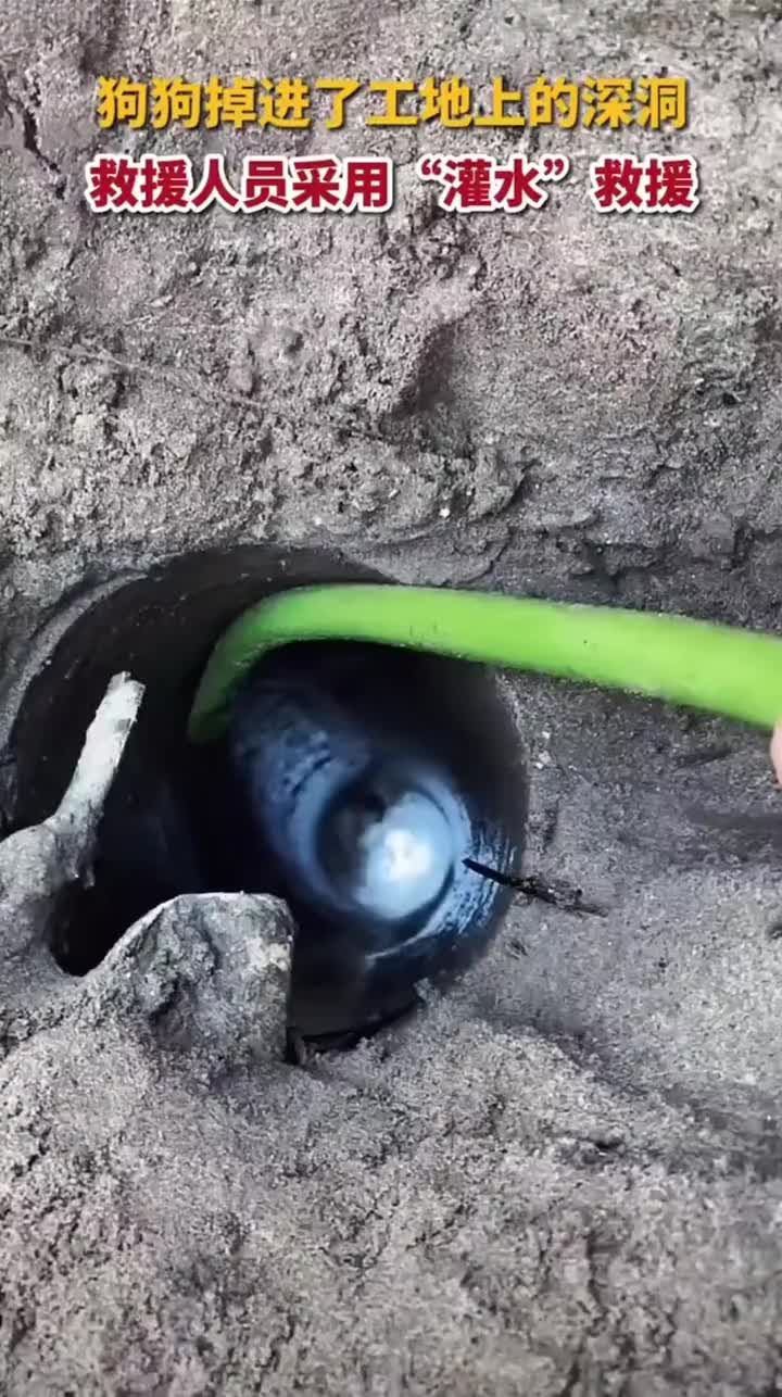 狗狗掉进工地上的深洞，救援人员灌水救命