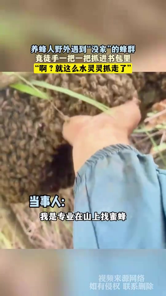养蜂人野外遇到蜂群，竞徒手一把一把抓进书包里