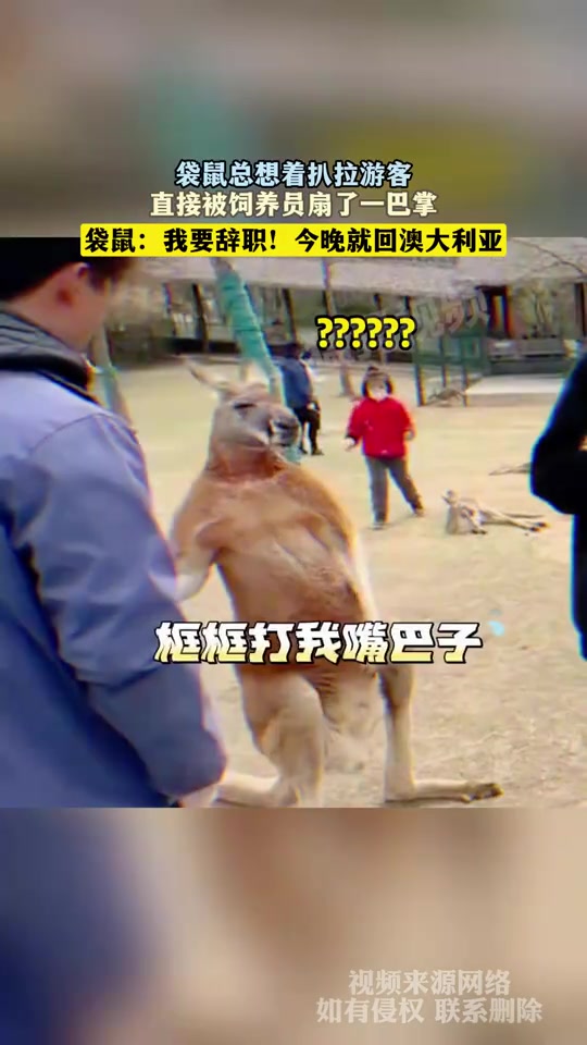 袋鼠总想着扒拉游客，直接被饲养员扇了一巴掌