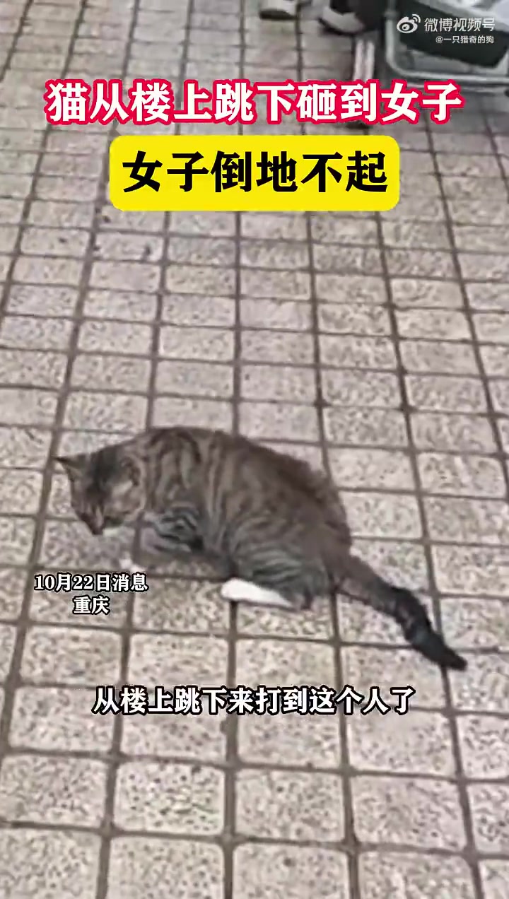 不锁天台的后果！猫从楼上跳下砸到女子