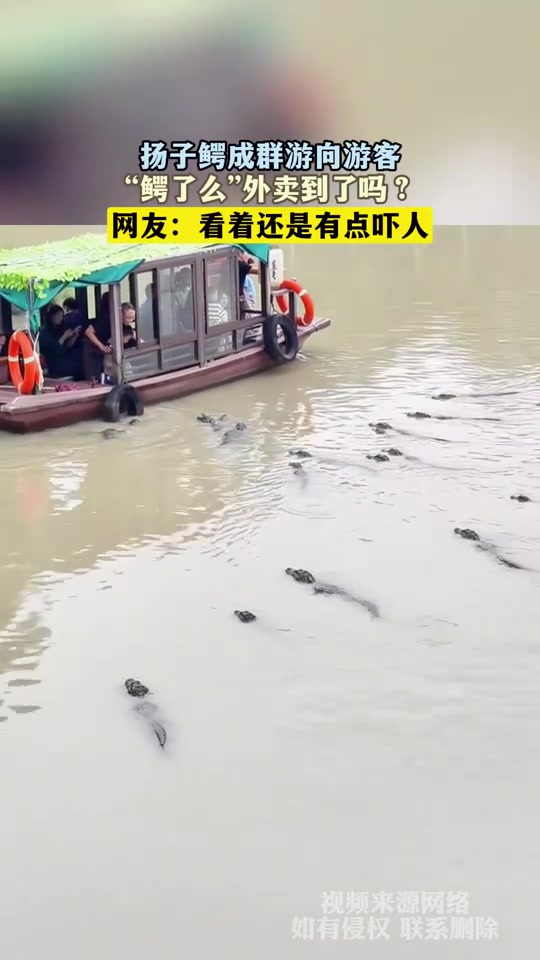 扬子鳄成群游向游客，“鳄了么”外卖到了吗