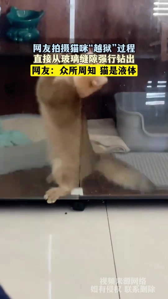 拍摄猫咪“越狱”过程，直接从玻璃缝隙强行钻出
