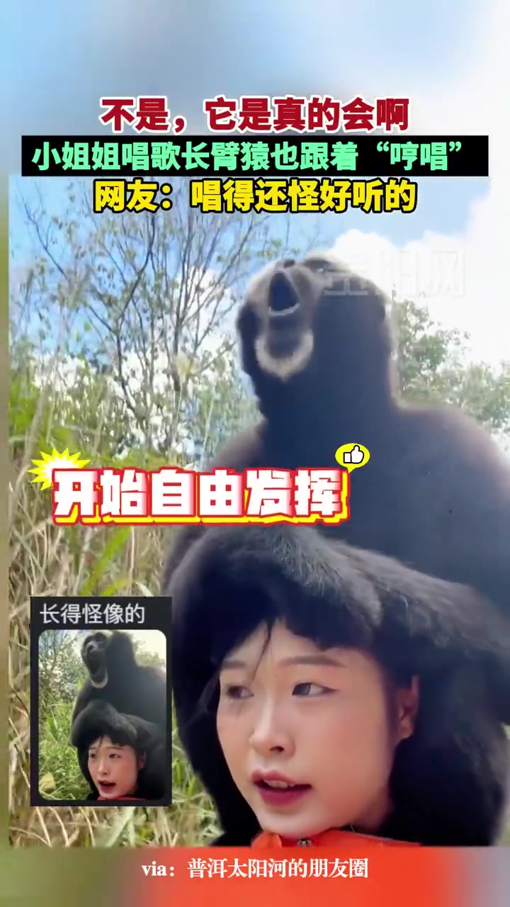 小姐姐唱“葫芦娃”，长臂猿也跟着“哼唱”！！！