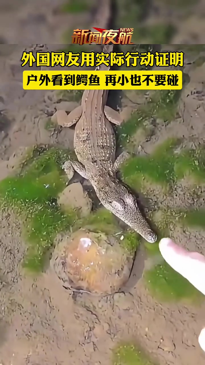 外国网友用实际行动证明，鳄鱼再小也不要乱碰