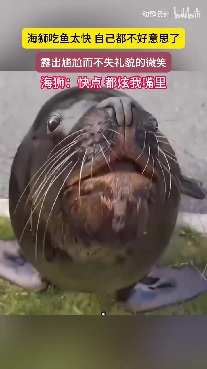 海狮：快点，都炫我嘴里！！最后一个表情太好笑了！！