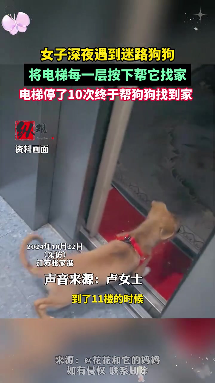 女子深夜遇到迷路狗狗，将电梯每一层都按下帮它找家“狗狗