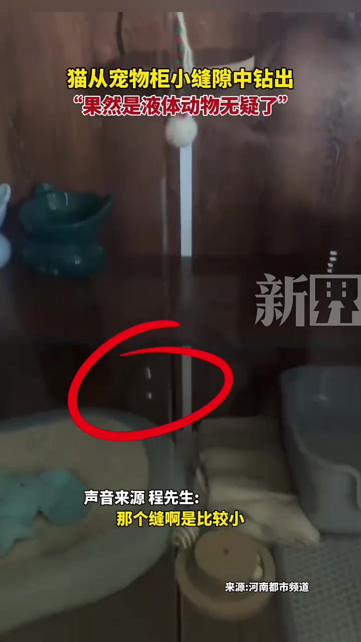 猫从宠物柜小缝隙中钻出，“果然是液体动物无疑了”