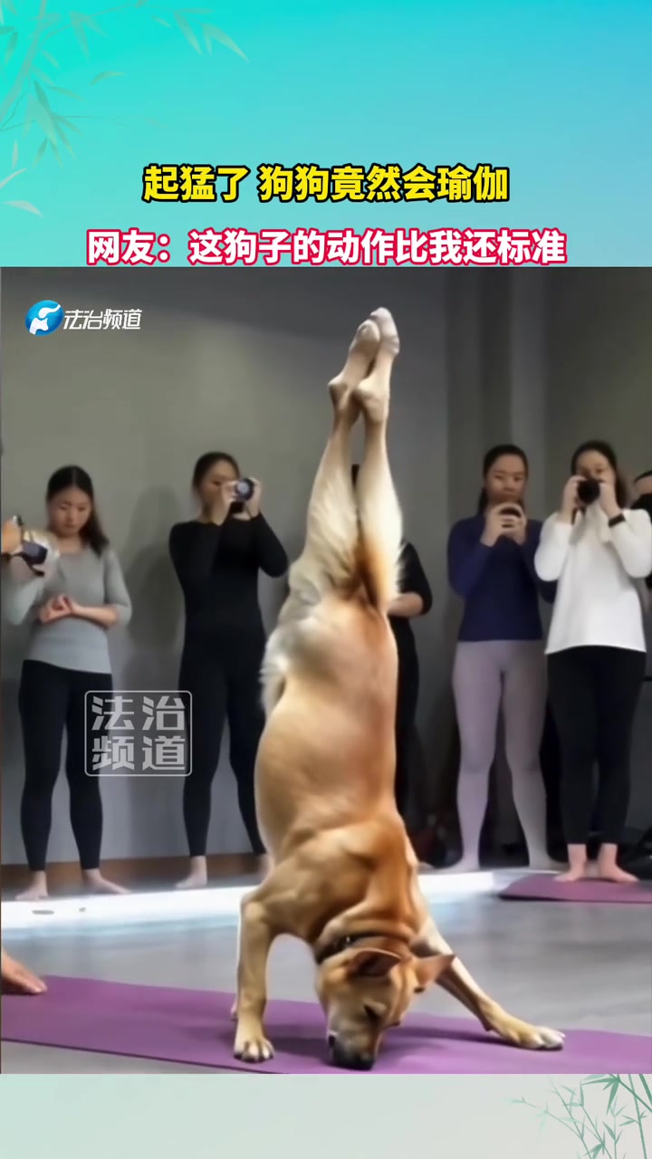 起猛了狗狗竟然会瑜伽，网友：这狗子的动作比我还标准