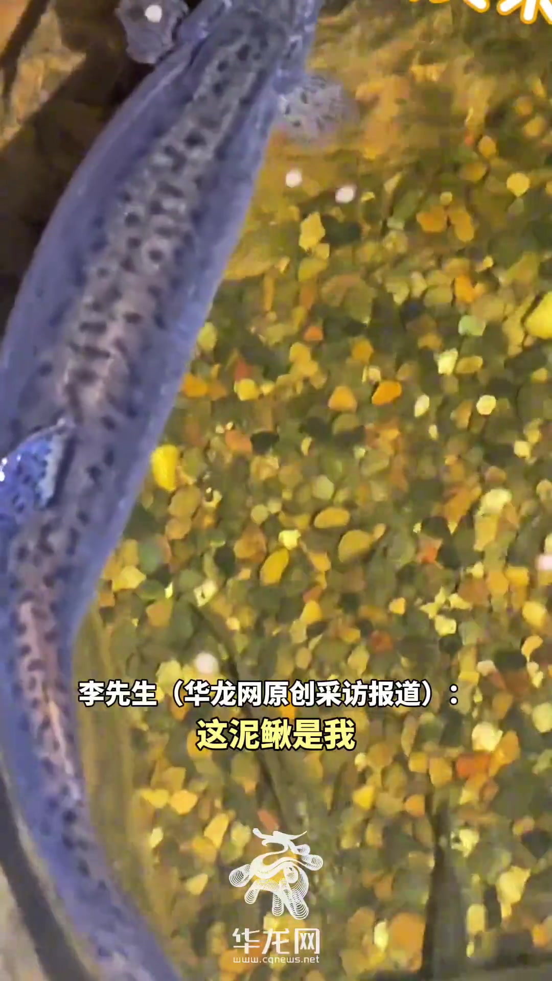 男生在火锅店门口捡到一条泥鳅只喂鱼饲料喂成“泥鳅鱼”