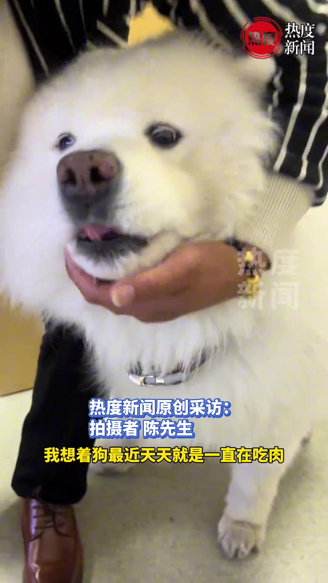 主人吃席给狗狗带大虾补营养，没想到狗进嘴就吐