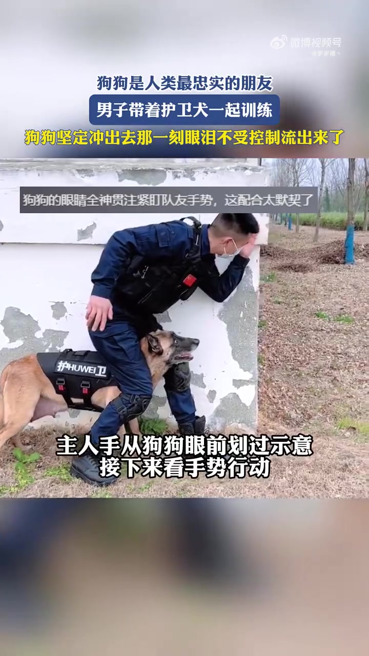男子带着护卫犬一起训练配合默契主人一个手势狗狗坚定冲出去！