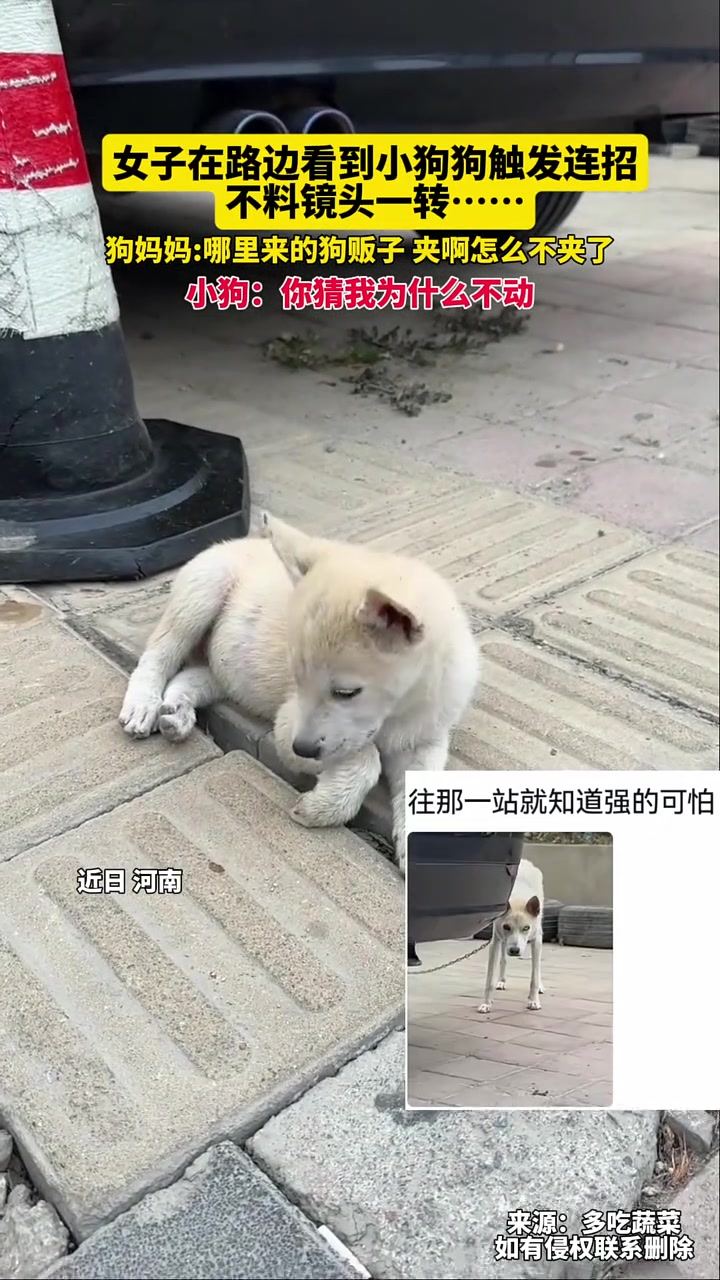 哪里来的狗贩子，夹啊怎么不夹了
