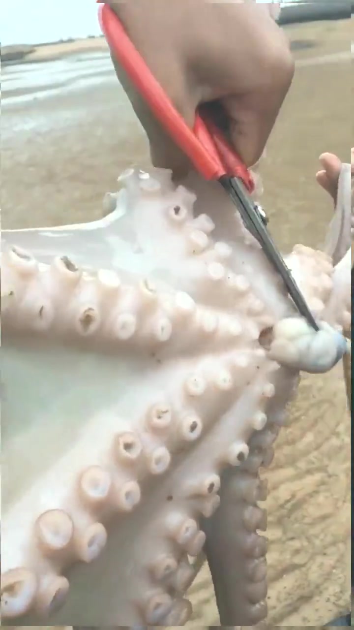 章鱼仔不会都是这么来的吧！