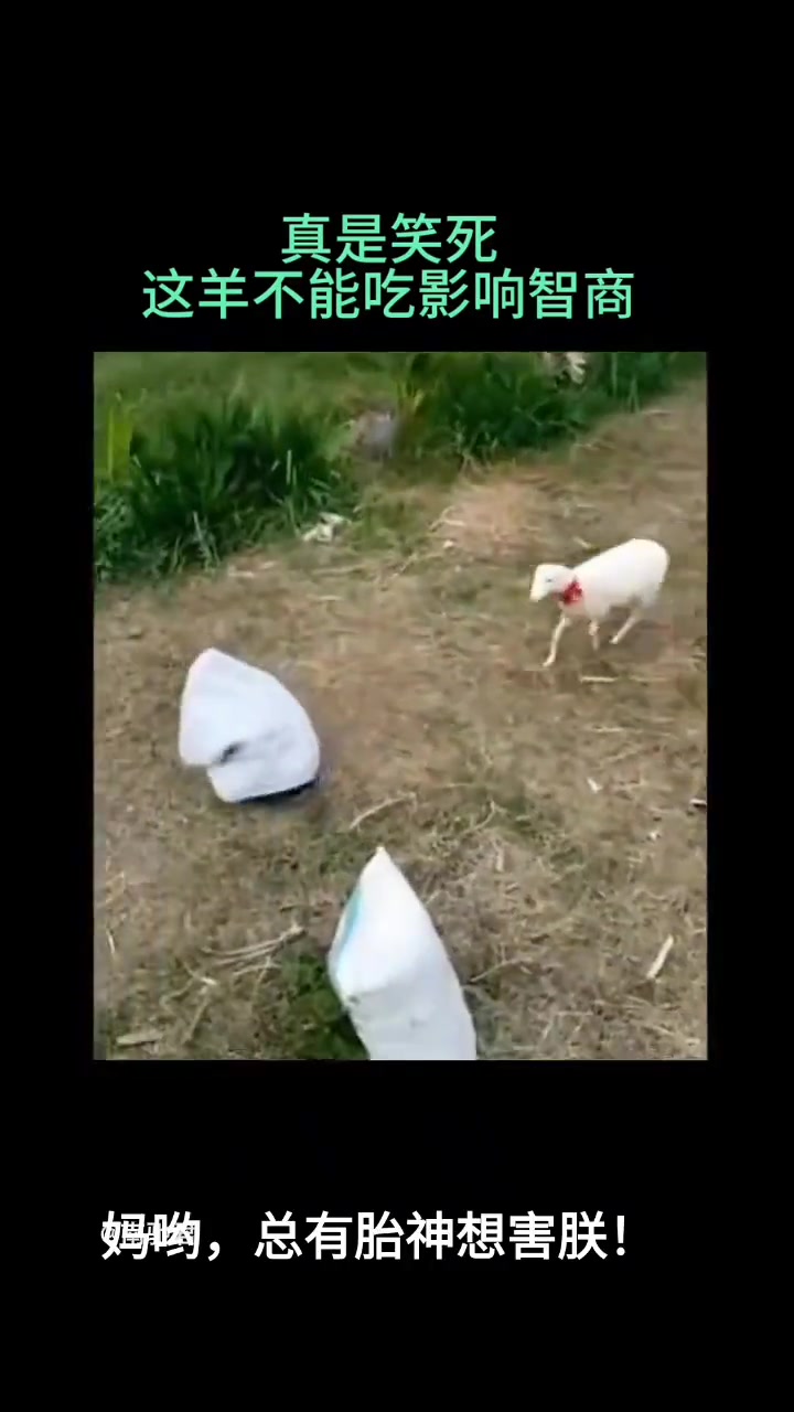 这羊不能吃，吃了会影响智商！