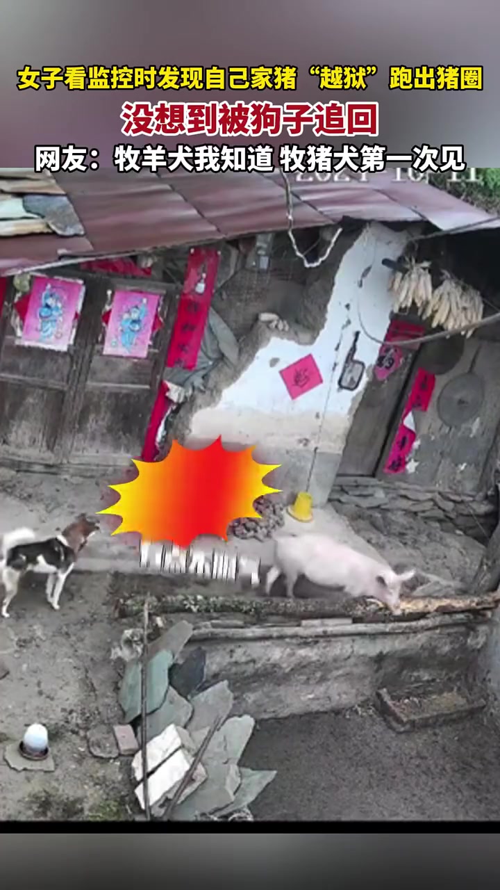 牧羊犬我了解，牧猪犬却是头一遭见！