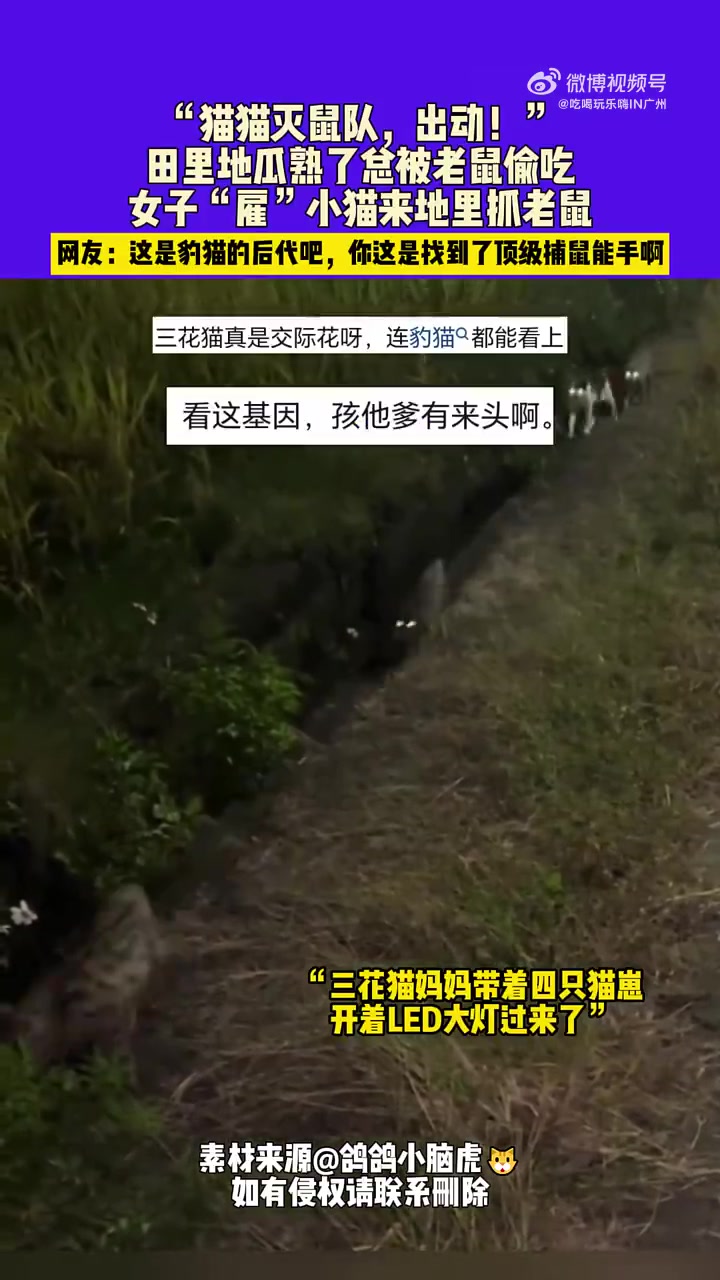 广东女子雇小猫来地里抓老鼠！