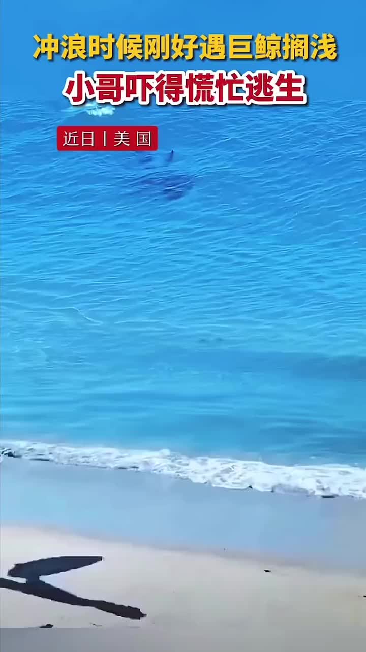 冲浪遇见虎鲸搁浅，小哥吓得慌忙逃生
