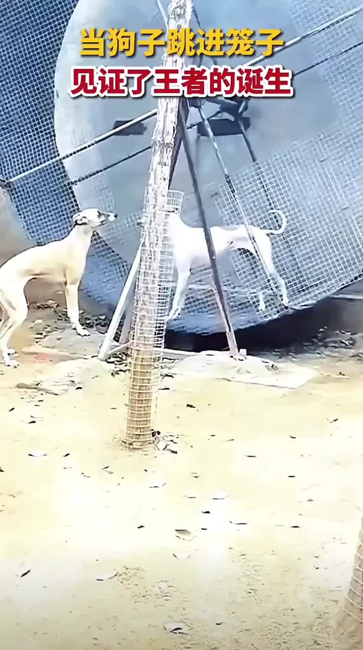 这是狗子还是仓鼠