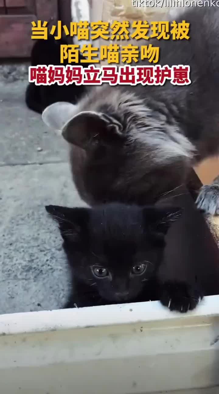 当小奶猫和陌生猫贴贴，猫妈妈立马开启护仔模式