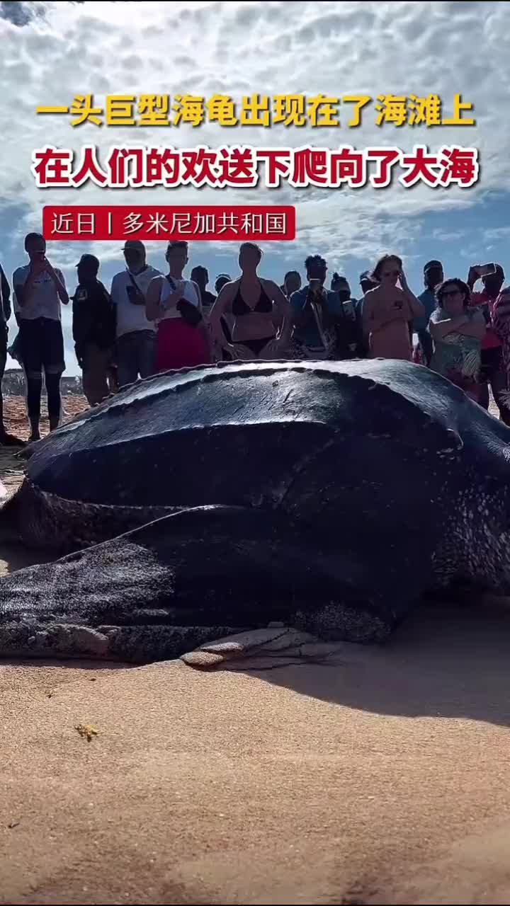 一头老年楞皮龟在海滩上，在人们欢送回到大海的怀抱