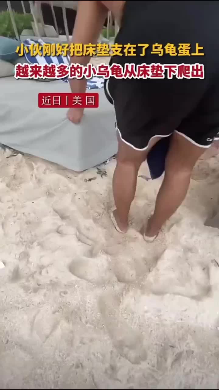 小伙刚好把床垫支在乌龟蛋上，越来越多的小乌龟爬了出来