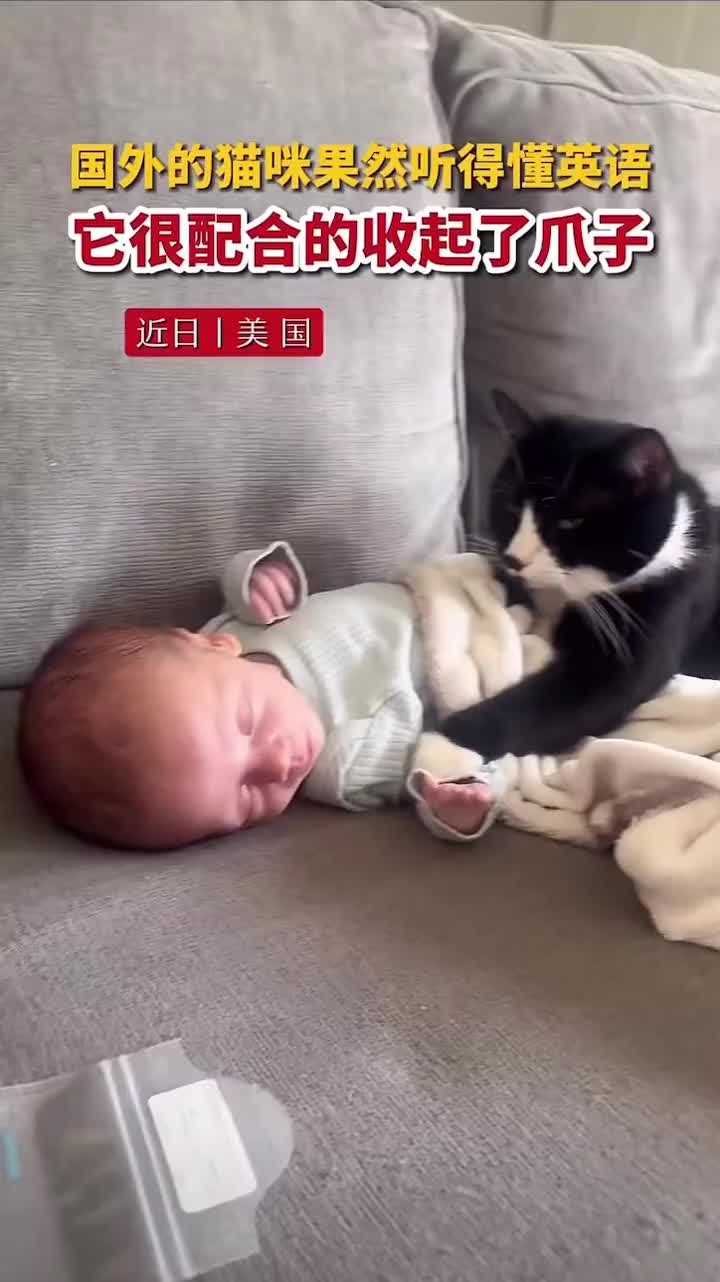 喵星人不但会喵语还能听懂英语