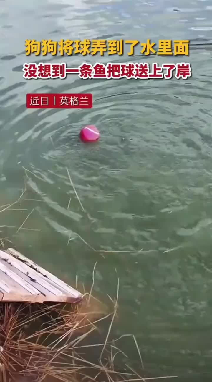 狗狗将球弄到了水里，没想到一条鱼将球送上岸