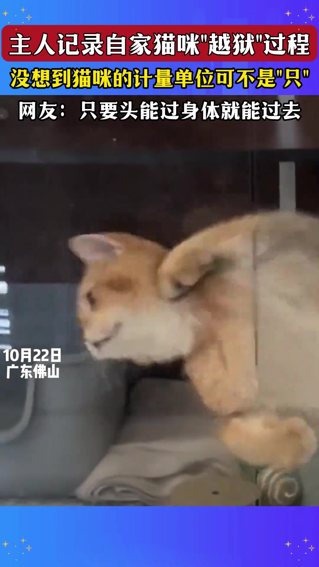 主人记录自家猫咪“越狱”过程