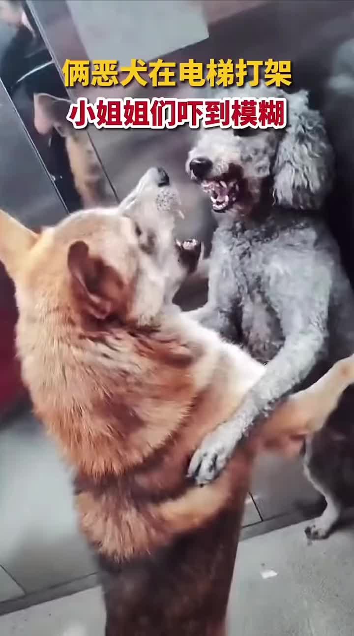 两犬在电梯里掐架，小姐姐们吓到模糊