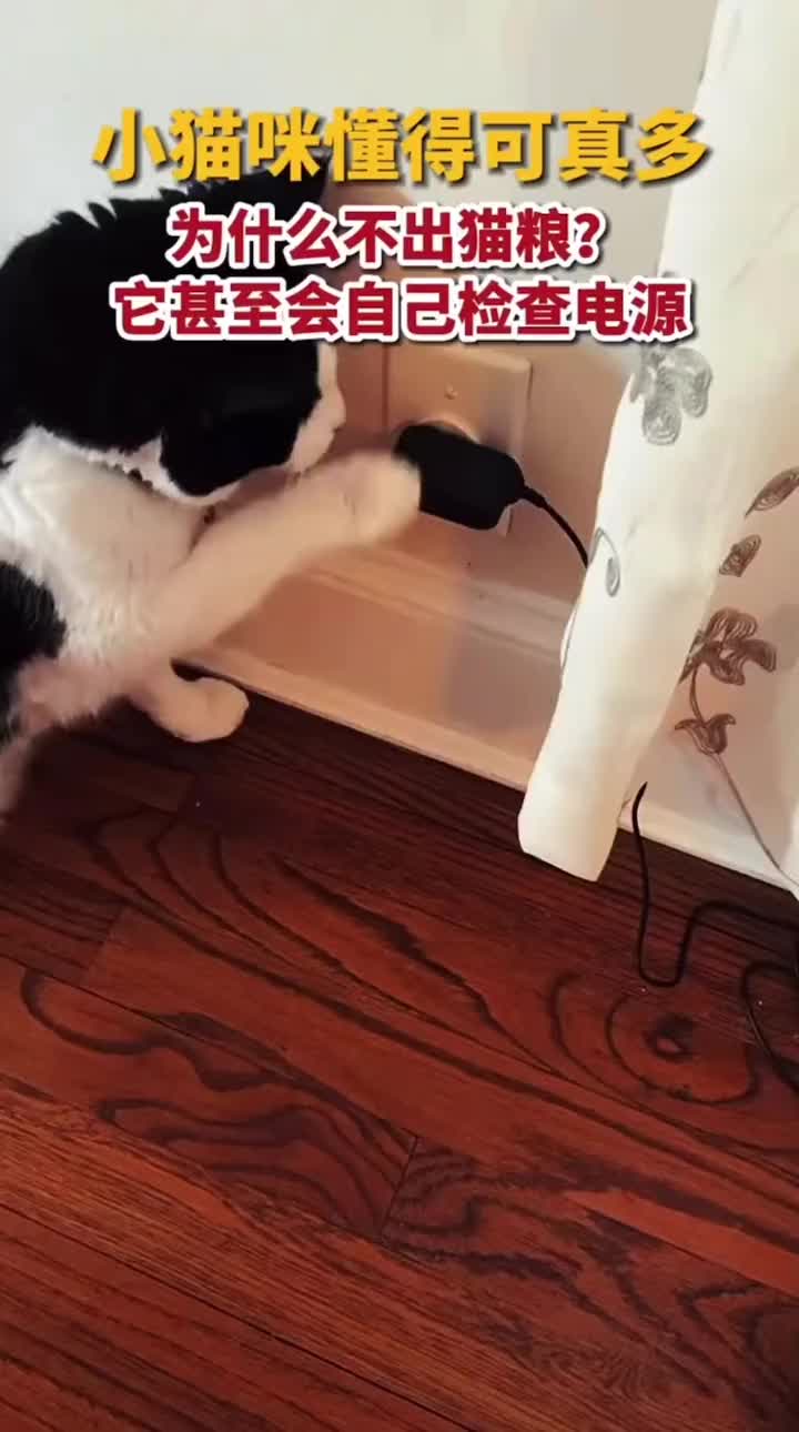 喵星电工正在检修电源