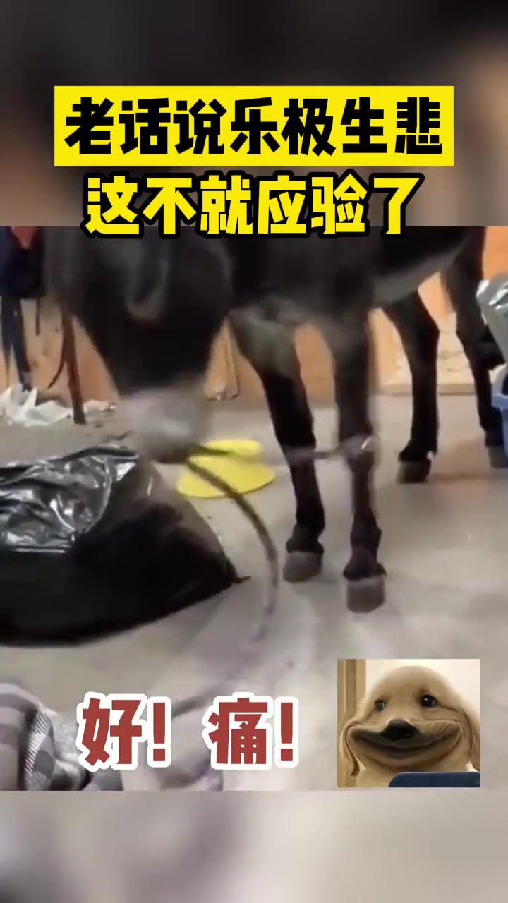 老话说乐极生悲这不就应验了