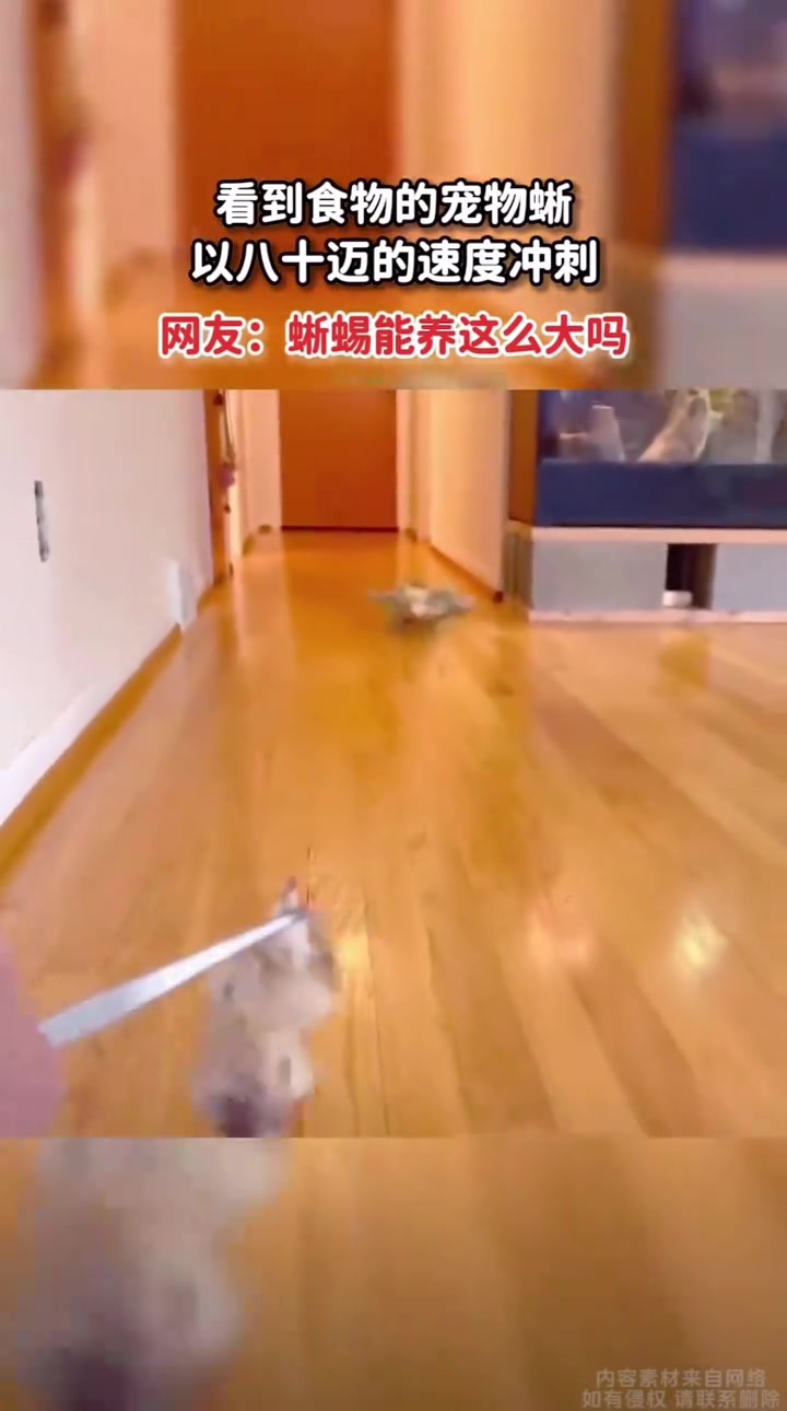 看到食物的蜥蜴跑的飞快，这真能养出感情吗