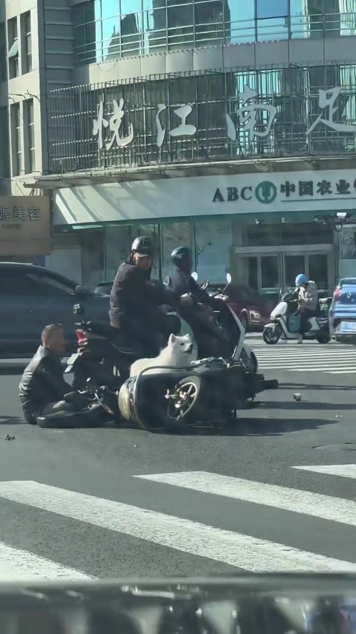 怎么感觉狗子看到叔叔就开始讲述自己的遭遇
